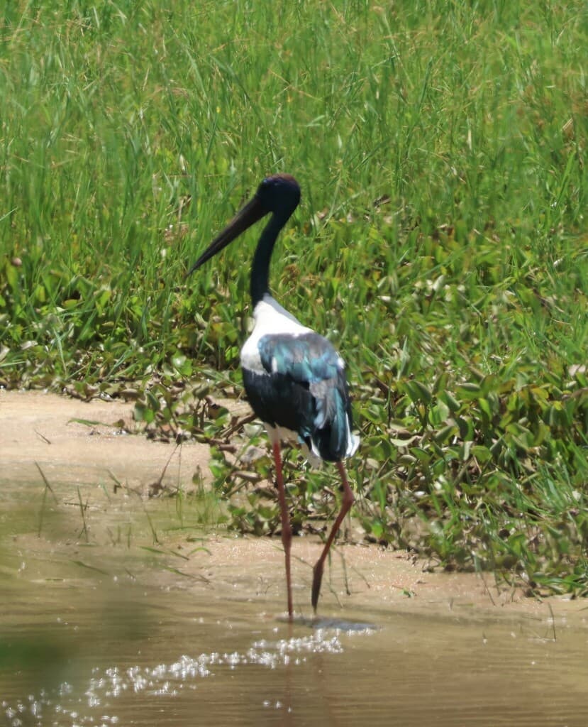 Black-necked Stork