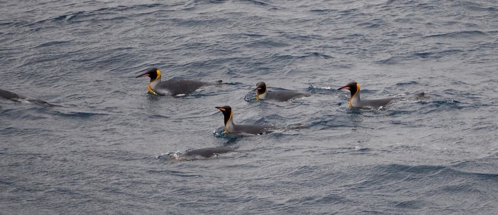 King Penguin