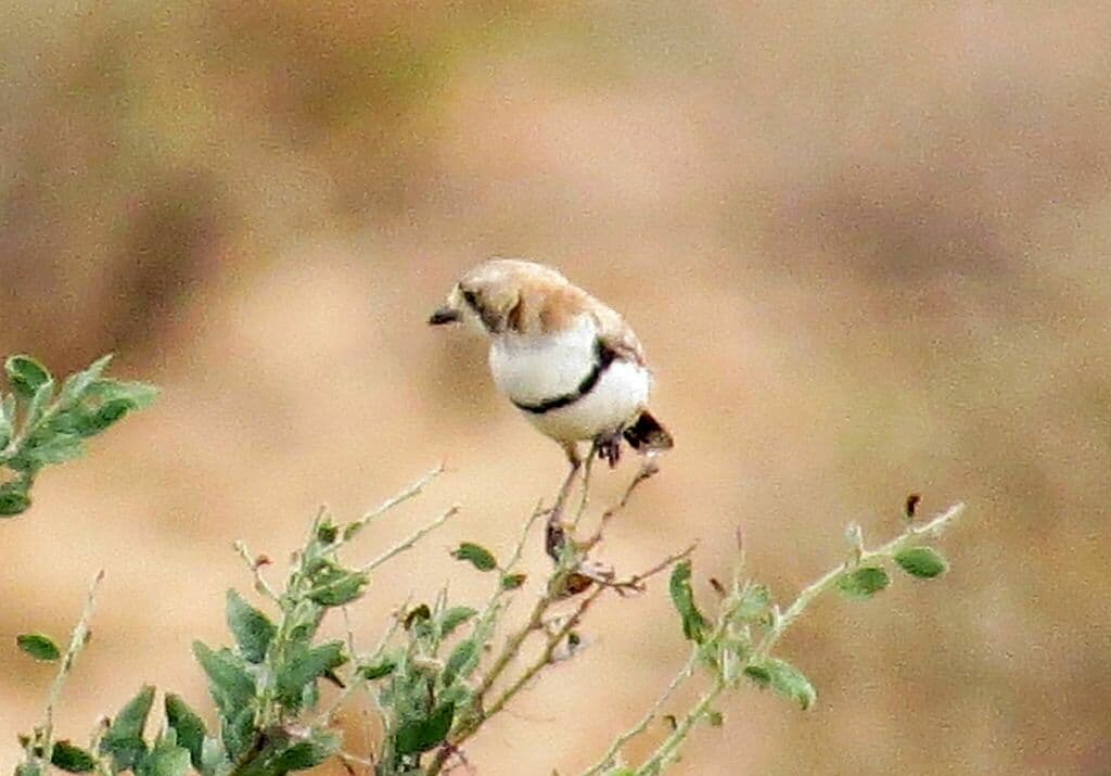 Banded Whiteface