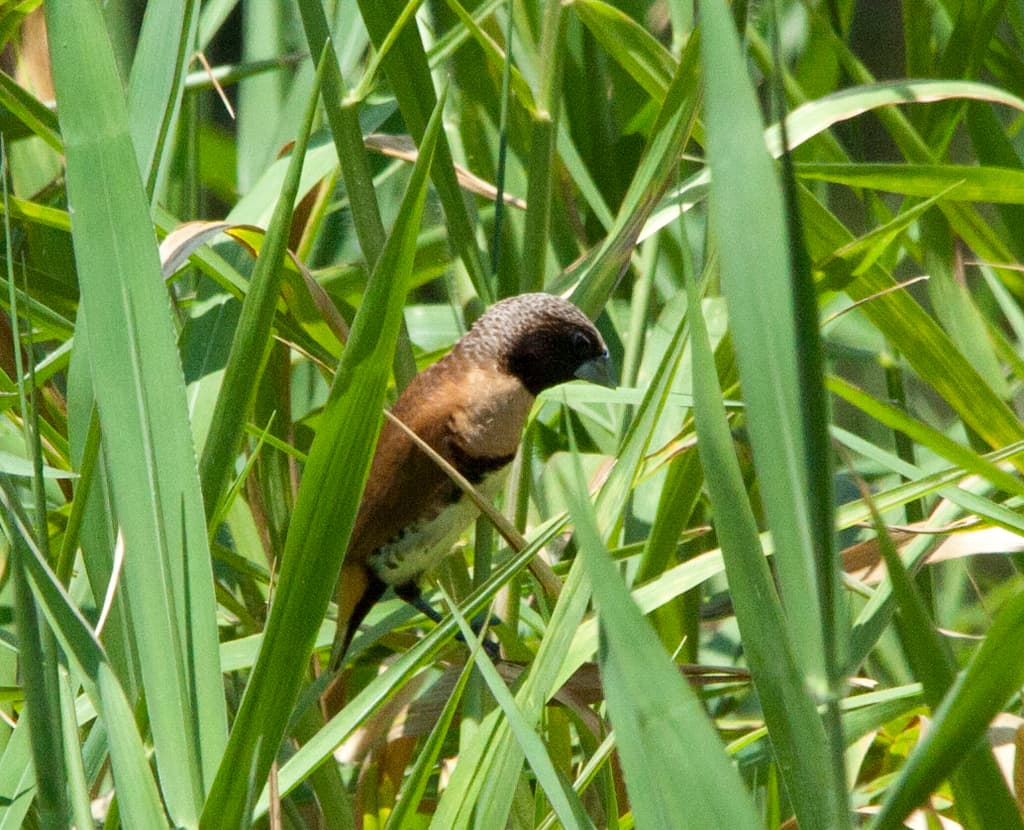 Chestnut-breasted Mannikin
