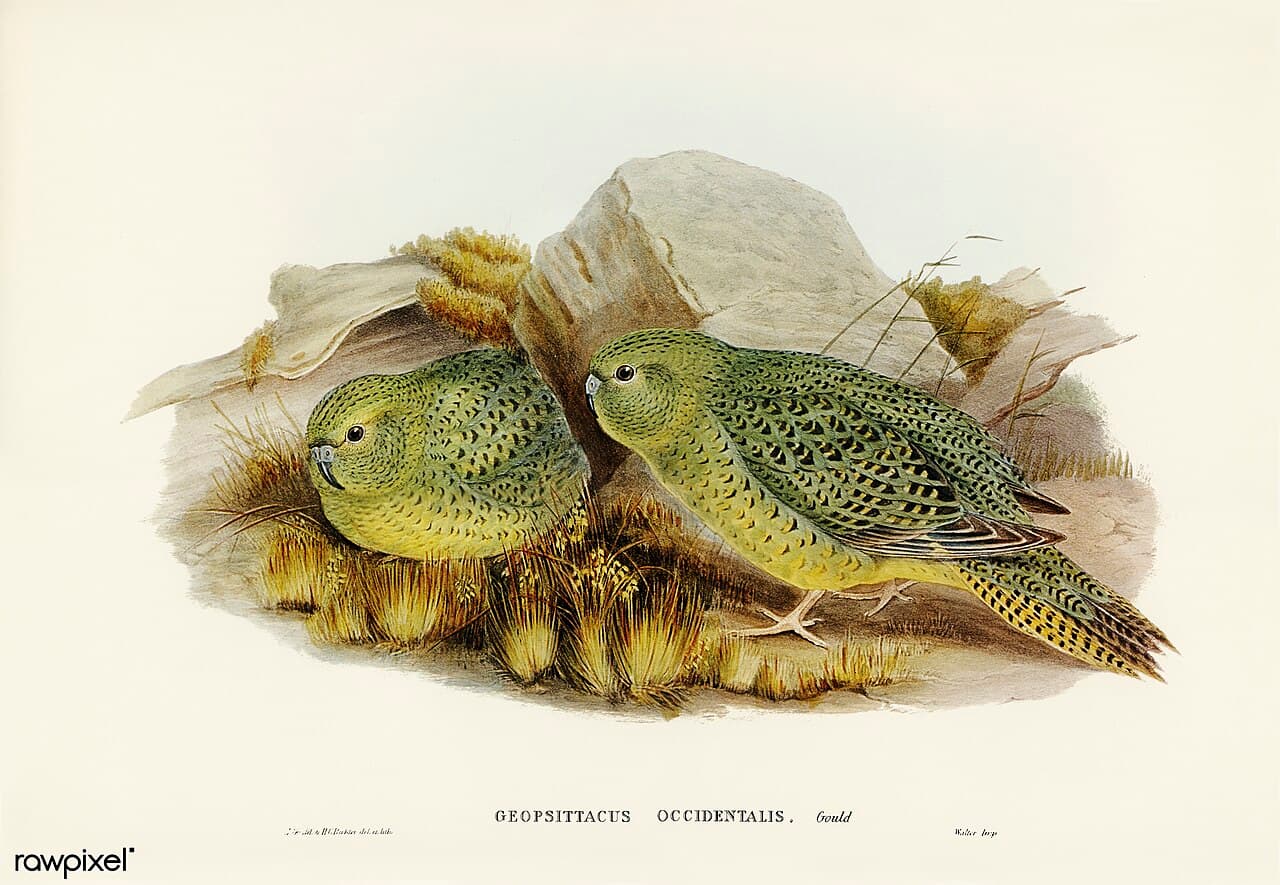 Night Parrot