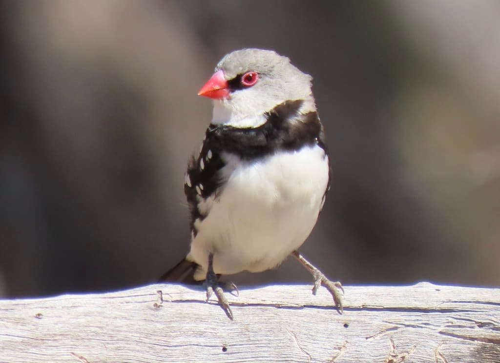 Diamond Firetail