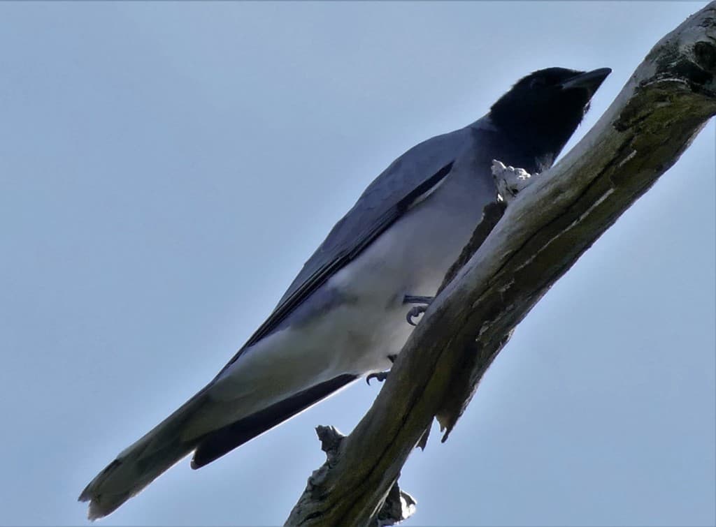 Black-faced Cuckooshrike