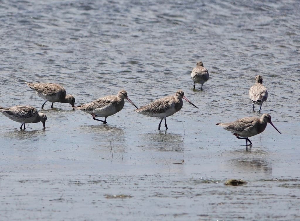 Bar-tailed Godwit