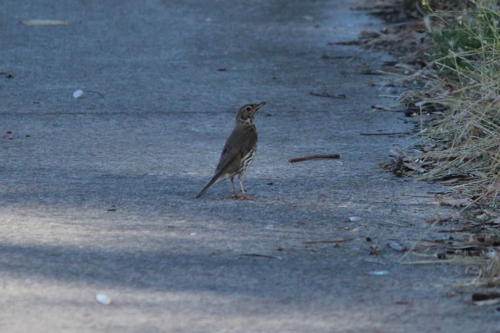 Song Thrush