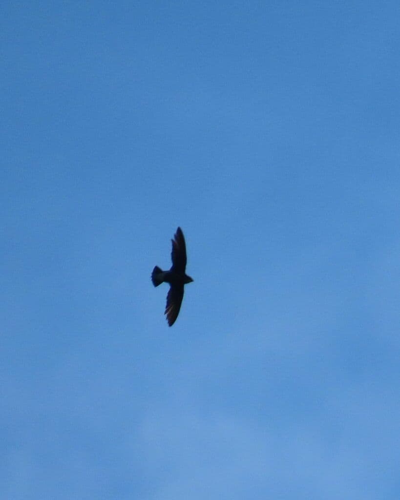 White-throated Needletail