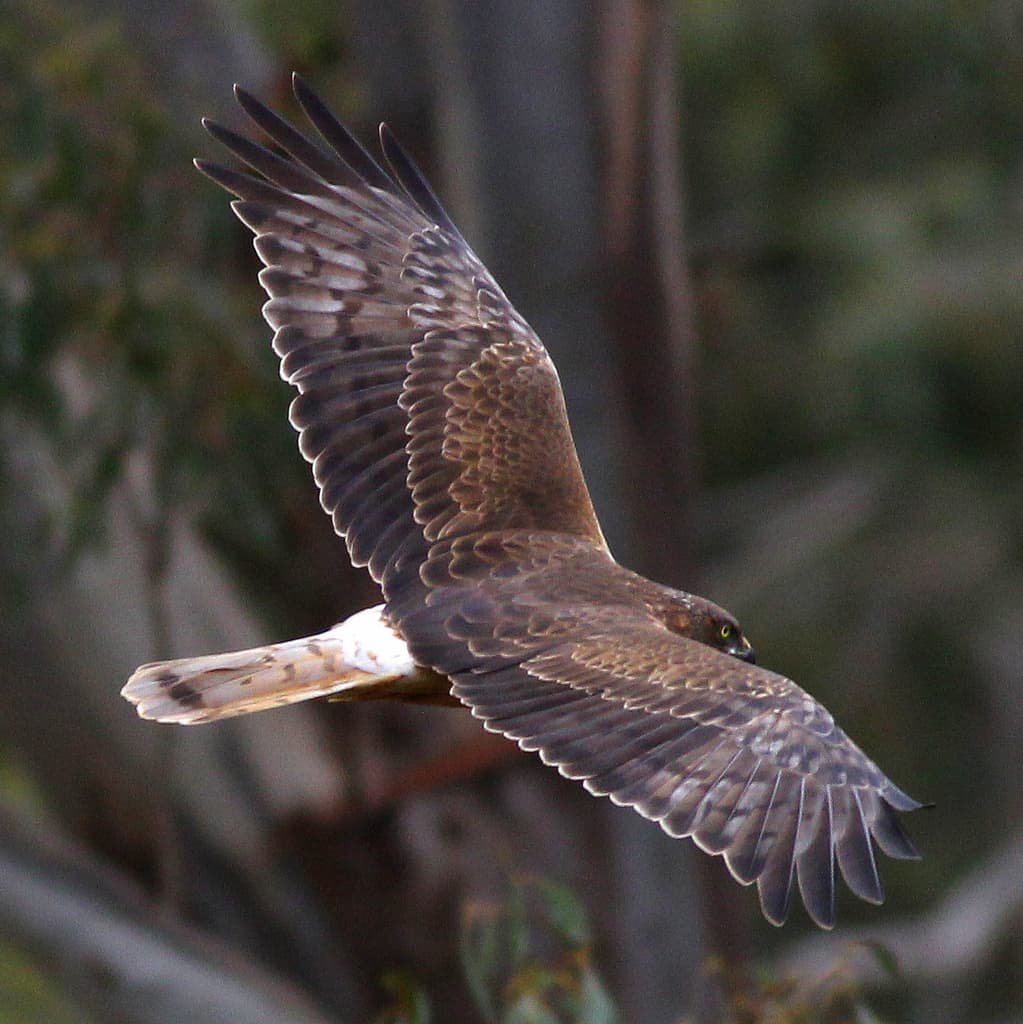 Swamp Harrier