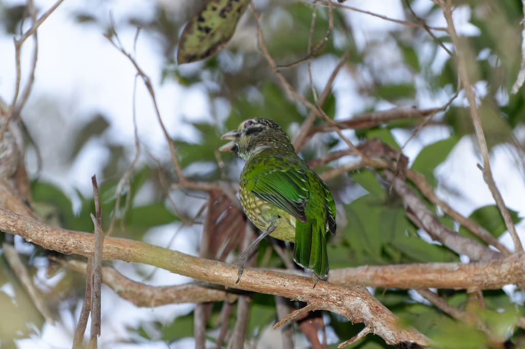 Spotted Catbird