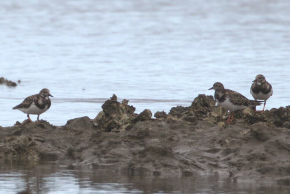 Ruddy Turnstone