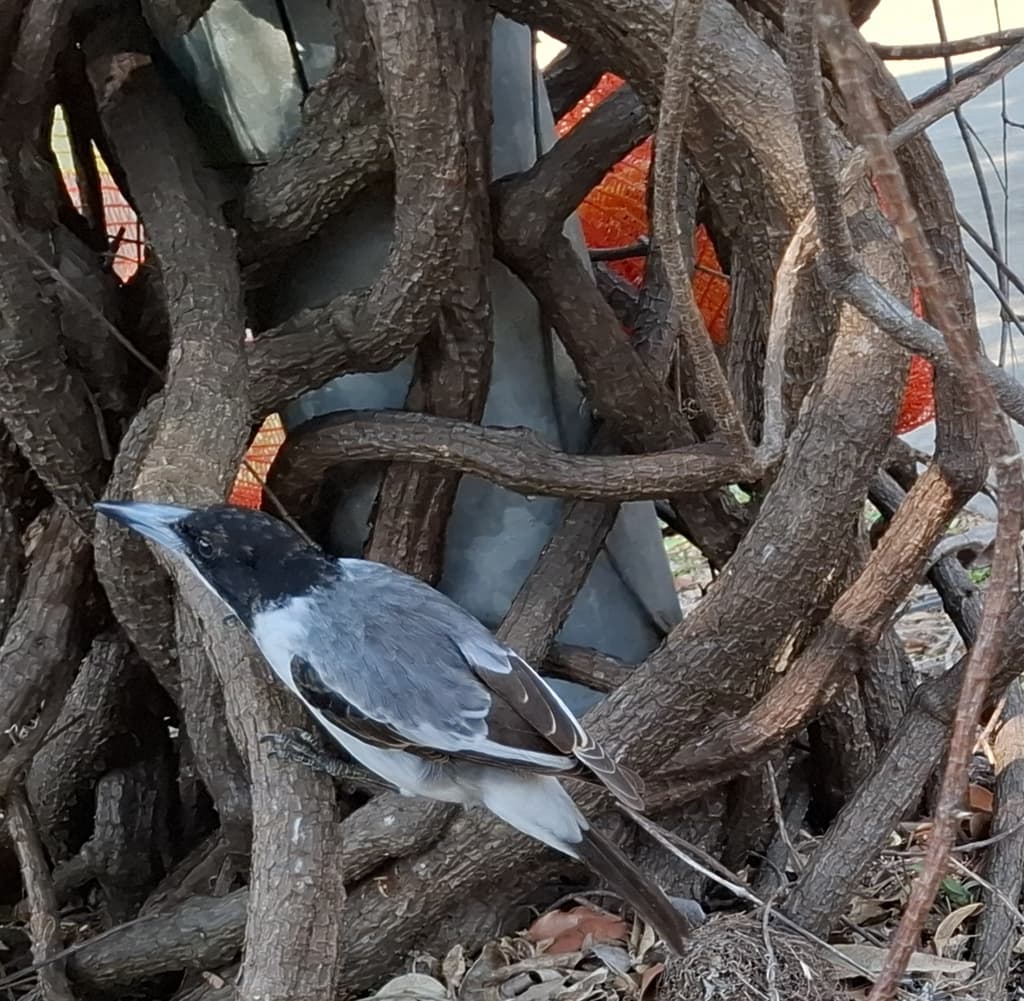 Silver-backed Butcherbird