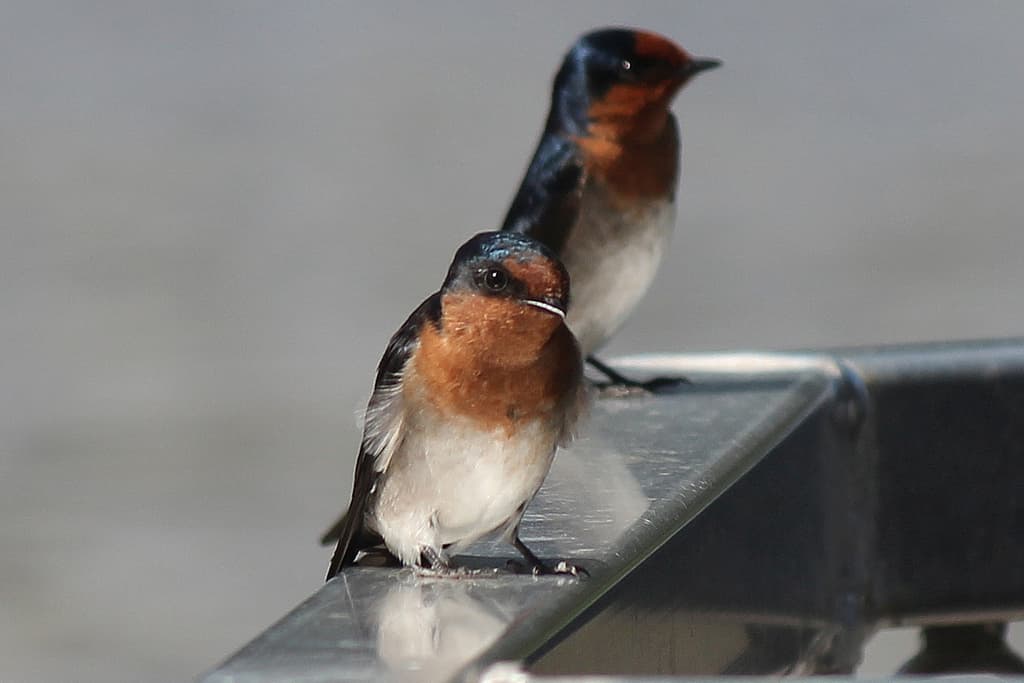 Welcome Swallow