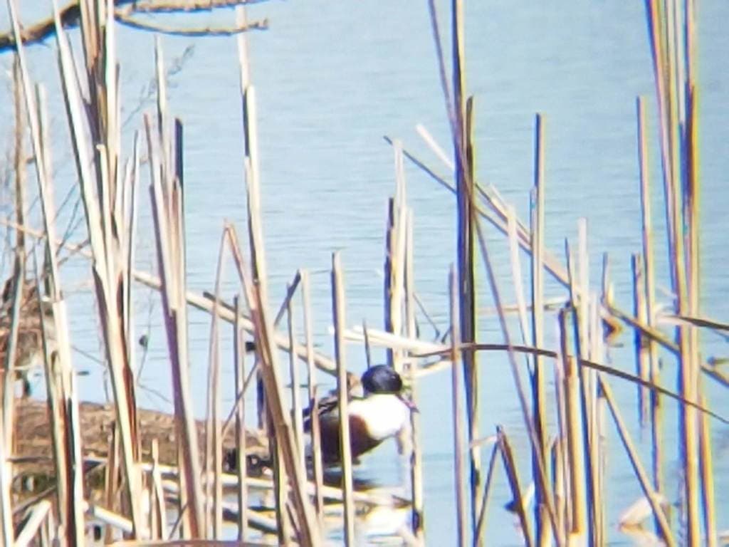 Northern Shoveler
