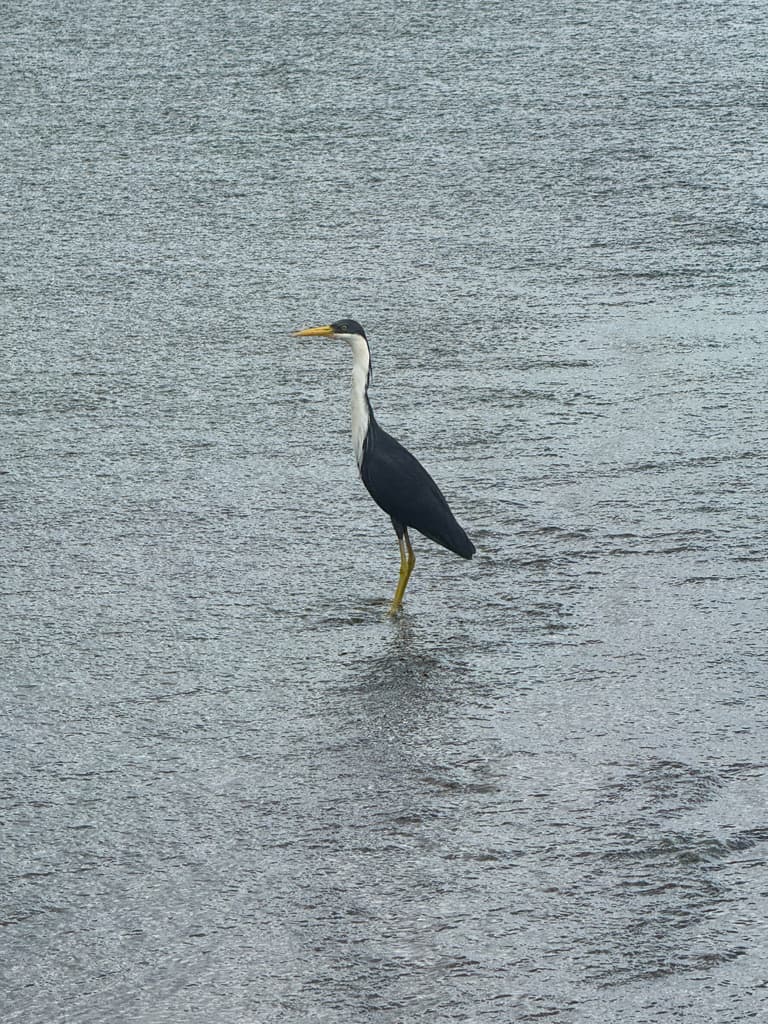 Pied Heron
