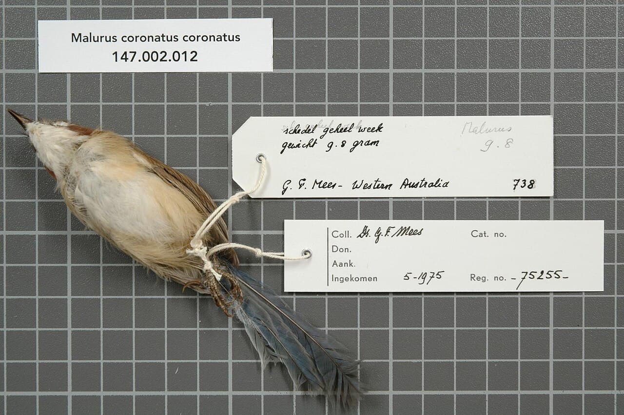 Purple-crowned Fairywren