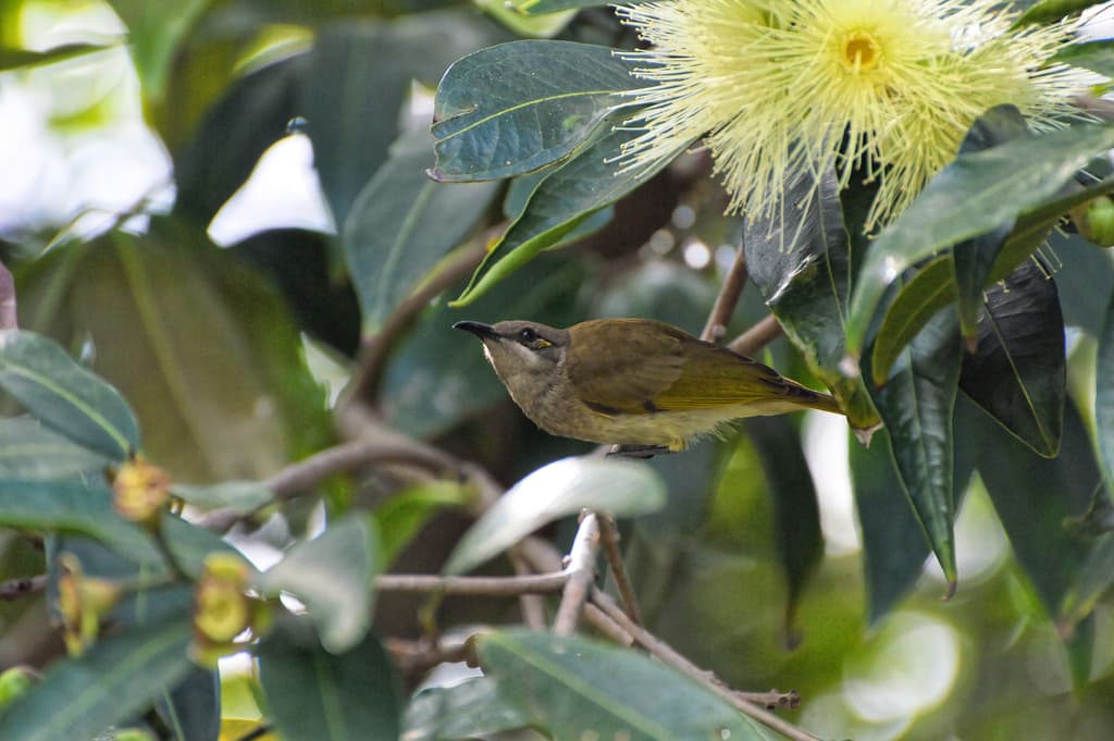 Brown Honeyeater