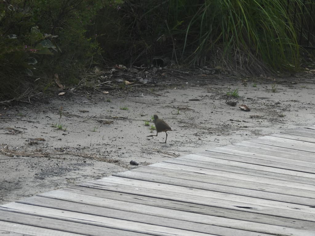 Pale-vented Bush-hen