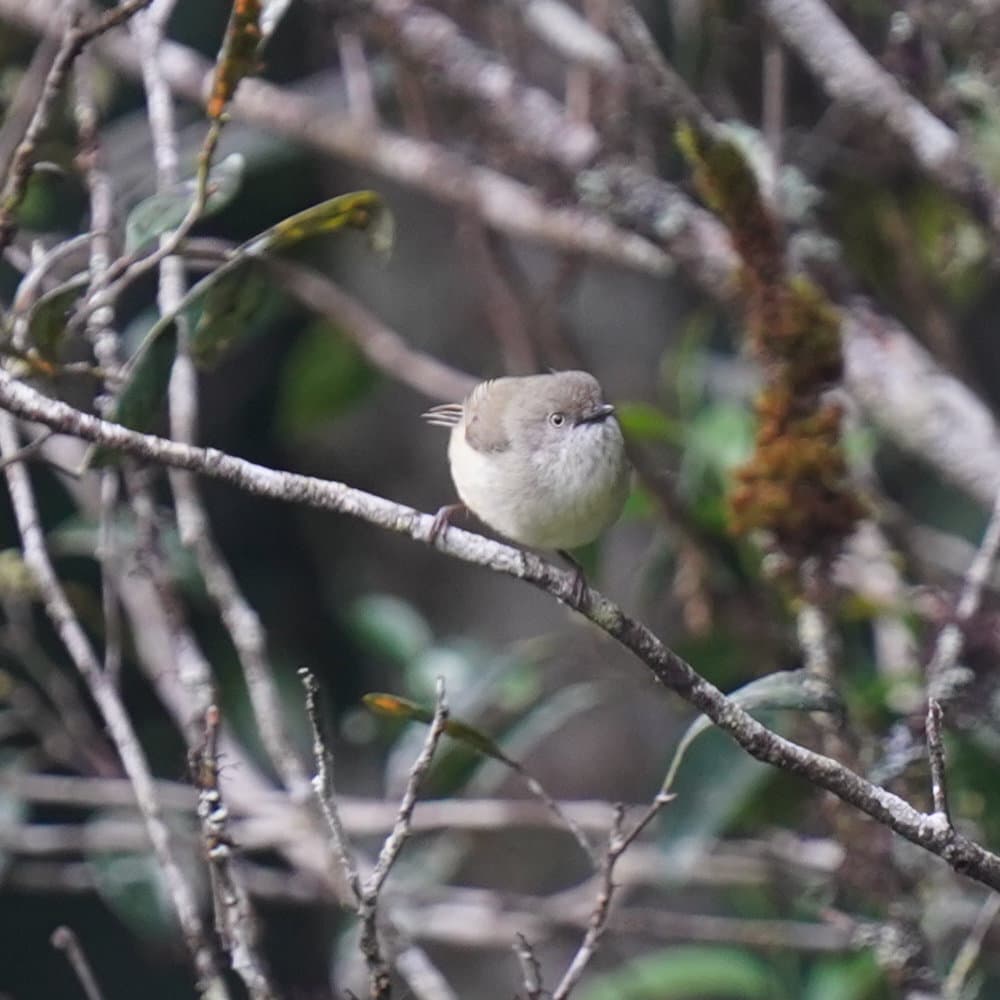 Mountain Thornbill
