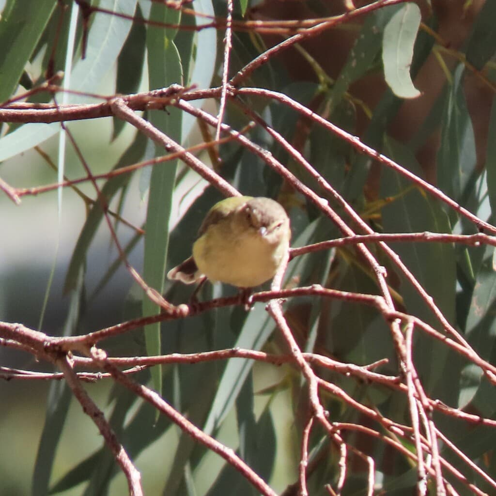 Weebill