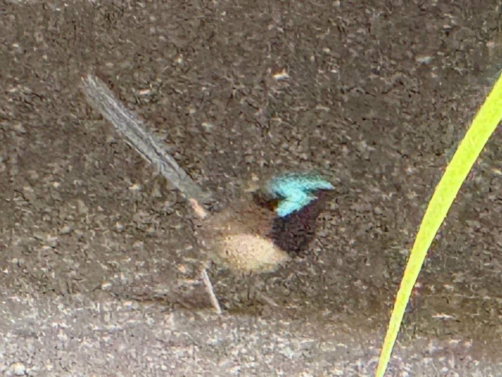 Red-winged Fairywren