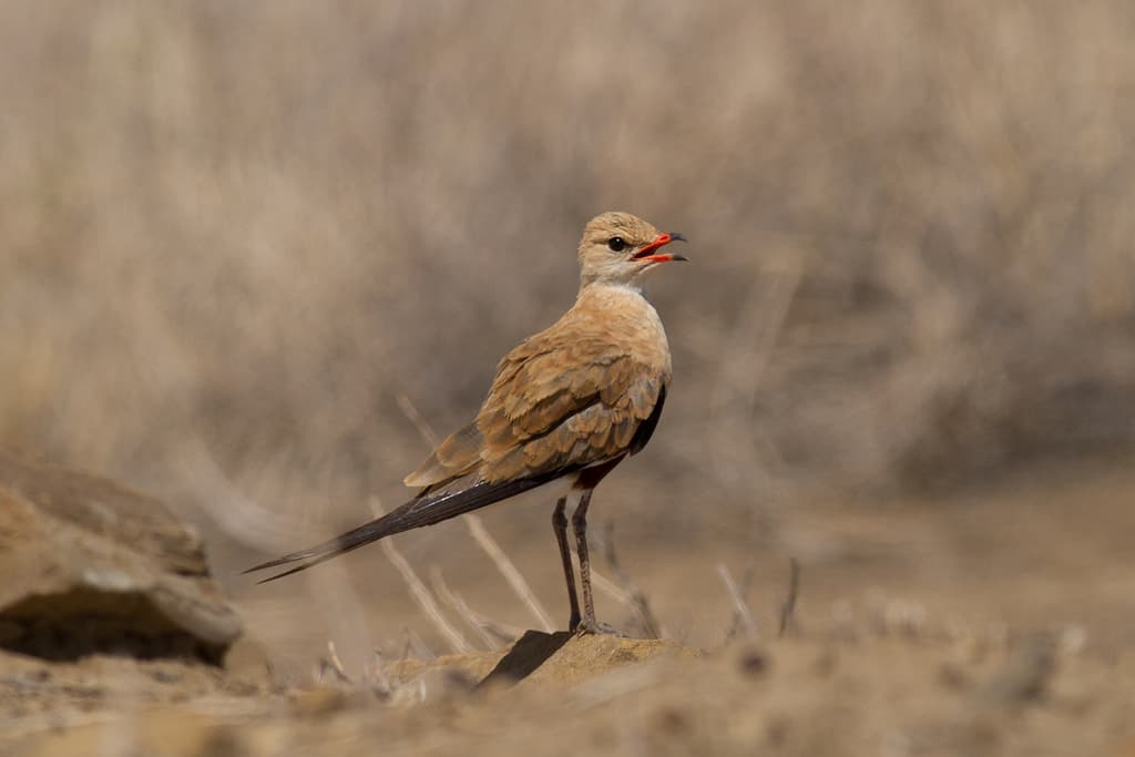 Australian Pratincole