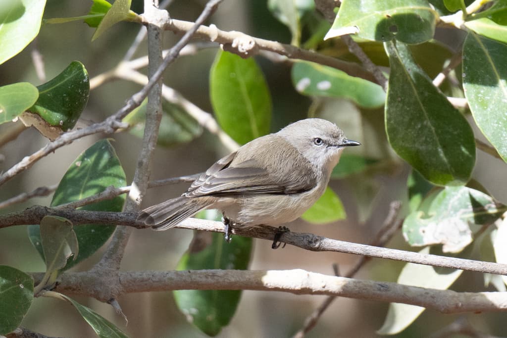 Dusky Gerygone
