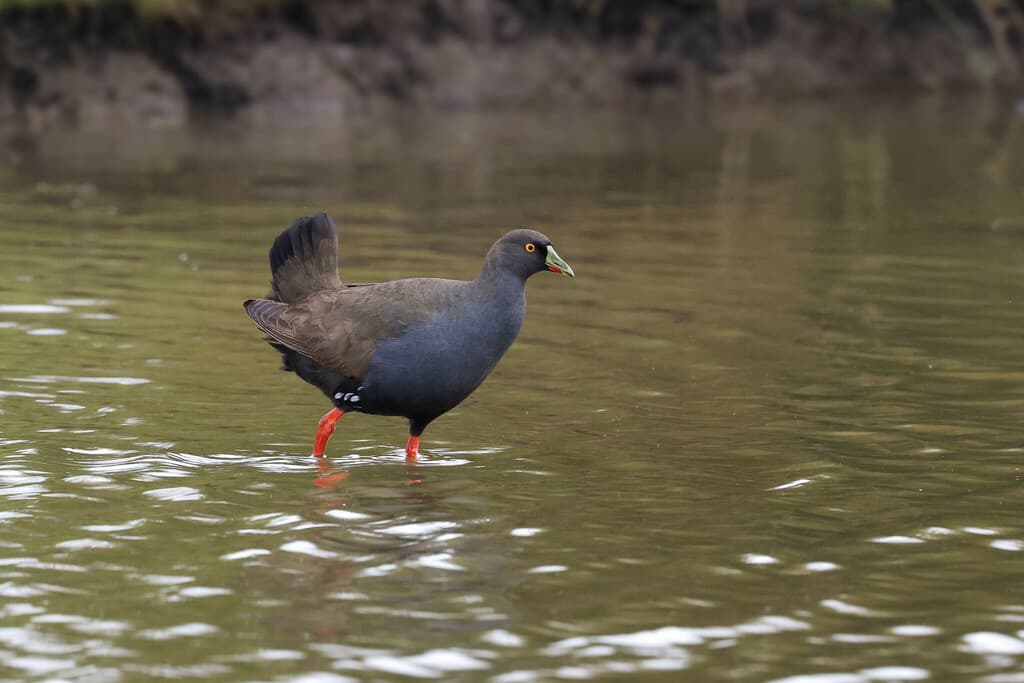 Black-tailed Nativehen