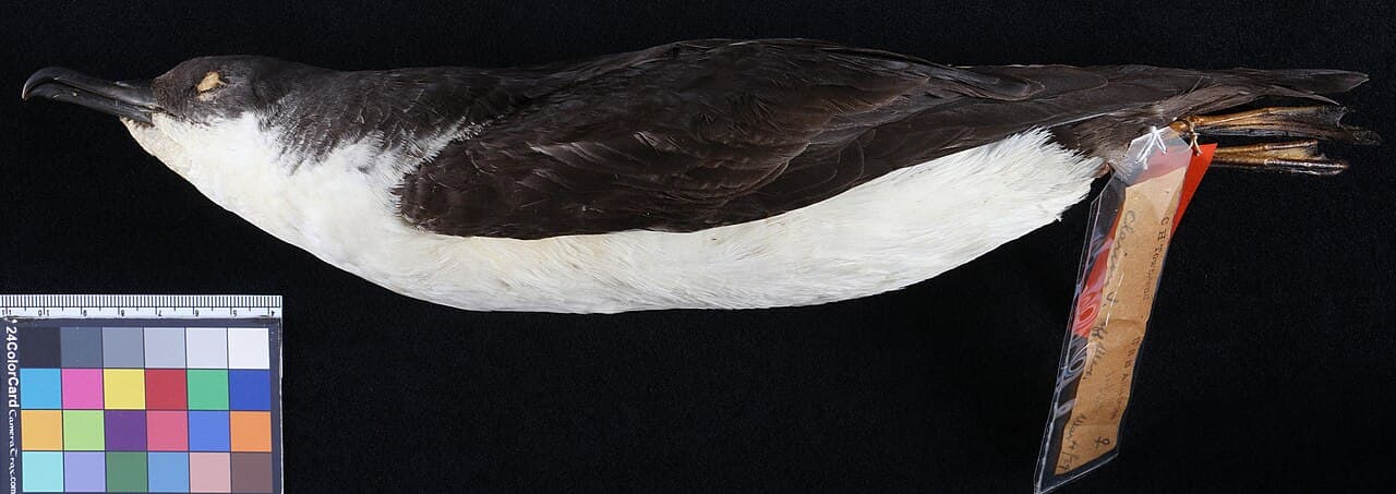 Manx Shearwater