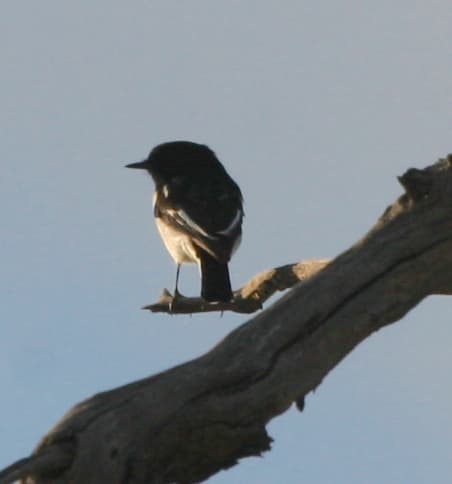 Hooded Robin