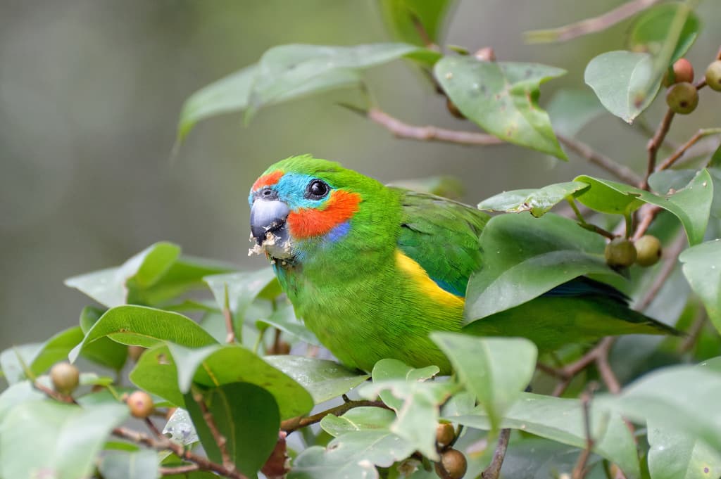 Double-eyed Fig Parrot