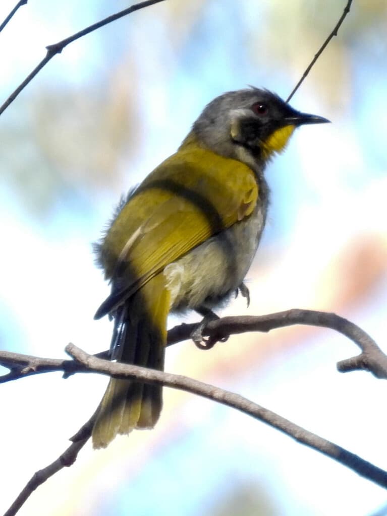 Yellow-throated Honeyeater