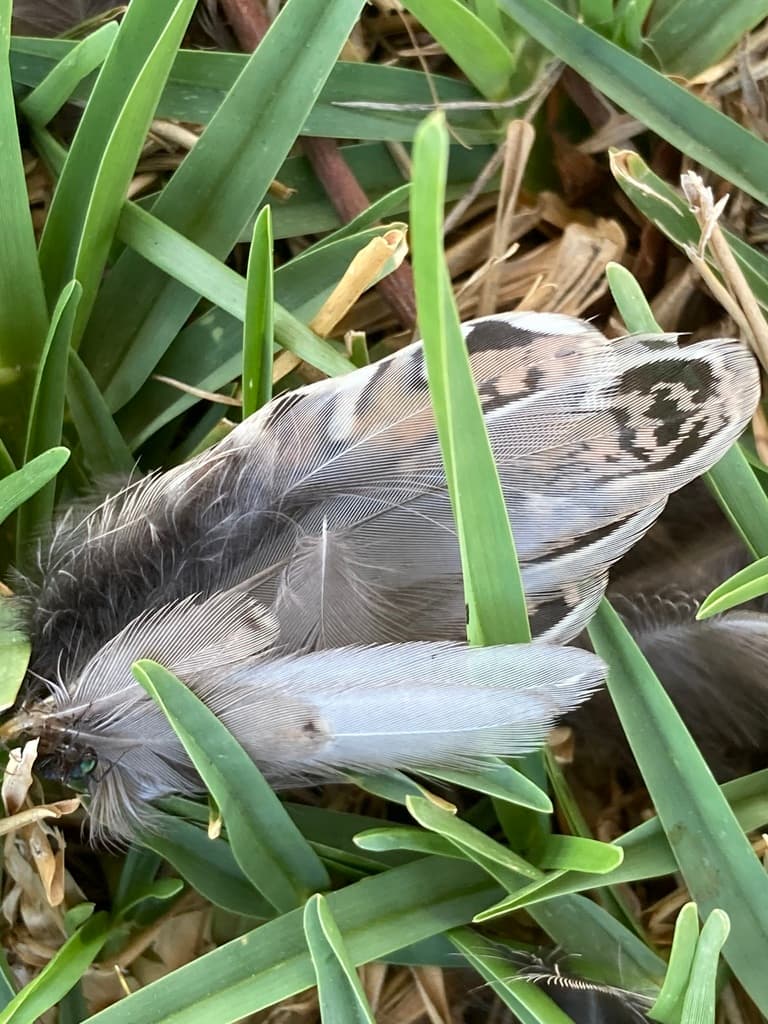 Painted Buttonquail