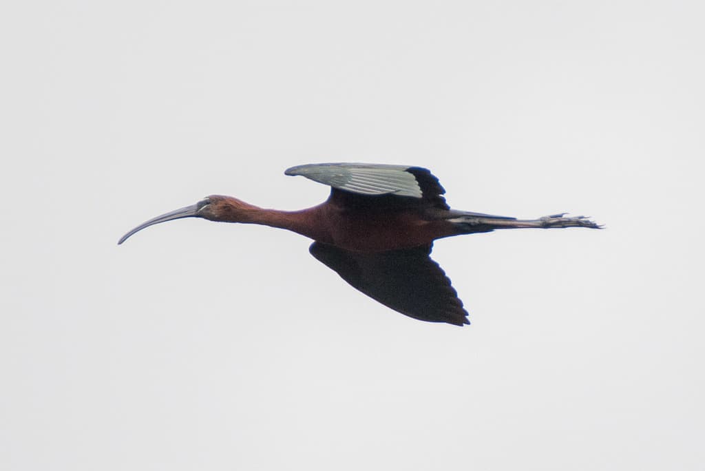 Glossy Ibis