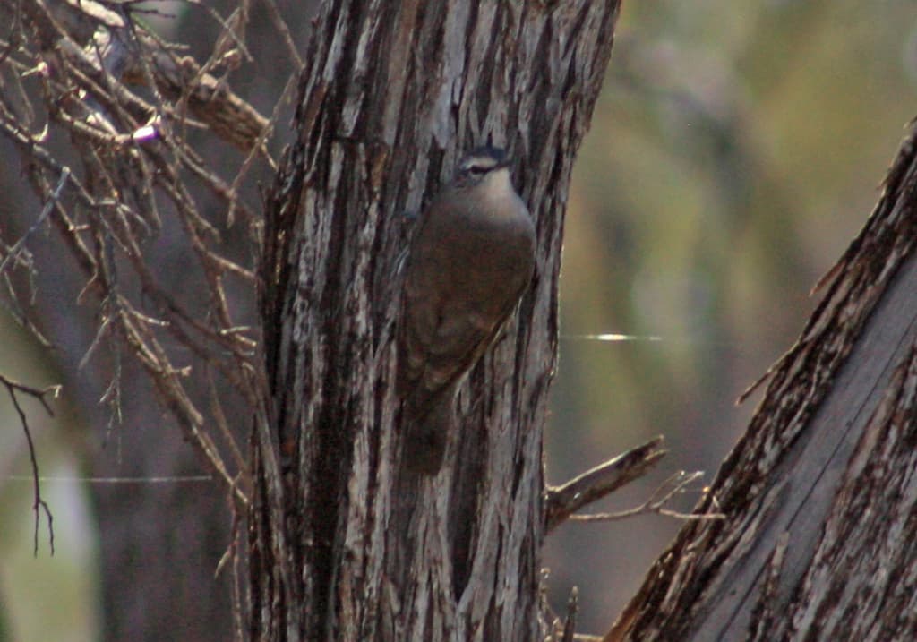 White-browed Treecreeper