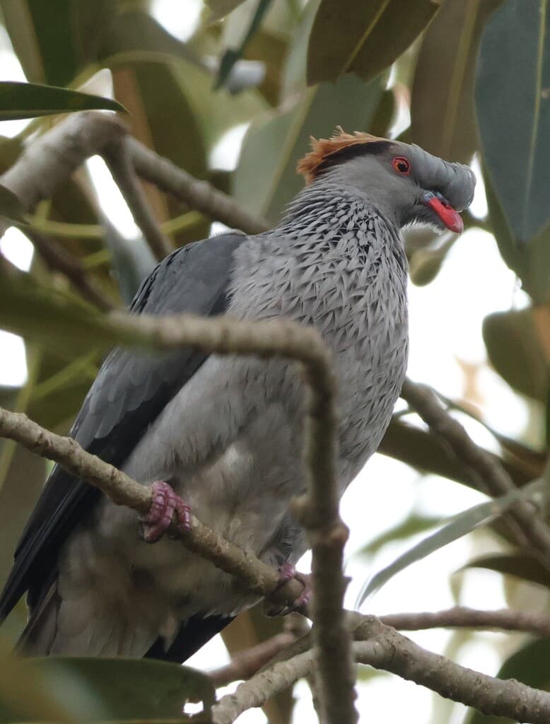Topknot Pigeon