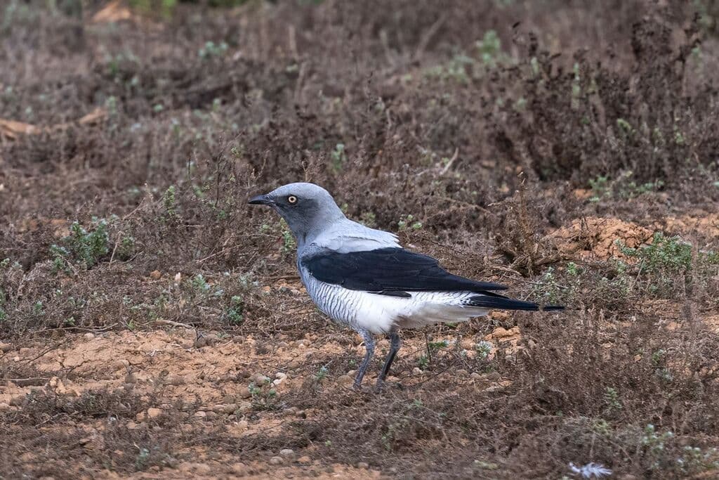 Ground Cuckooshrike