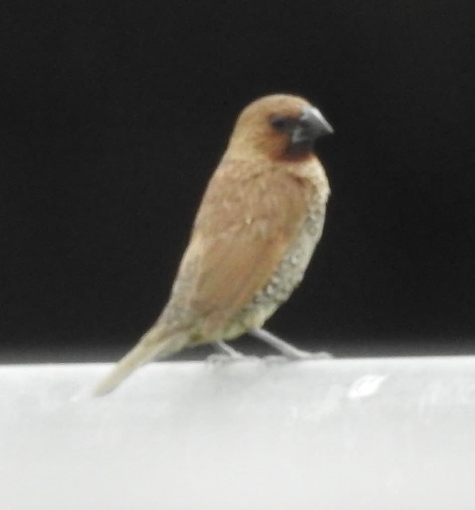 Scaly-breasted Munia