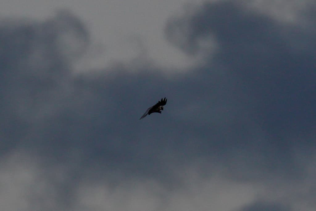 Black-shouldered Kite