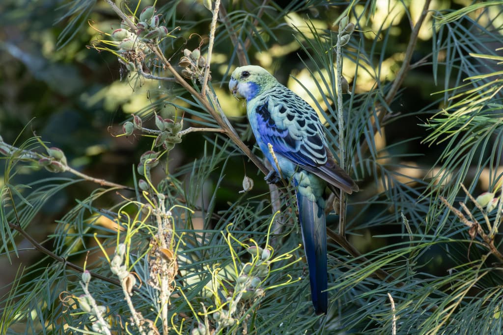 Pale-headed Rosella