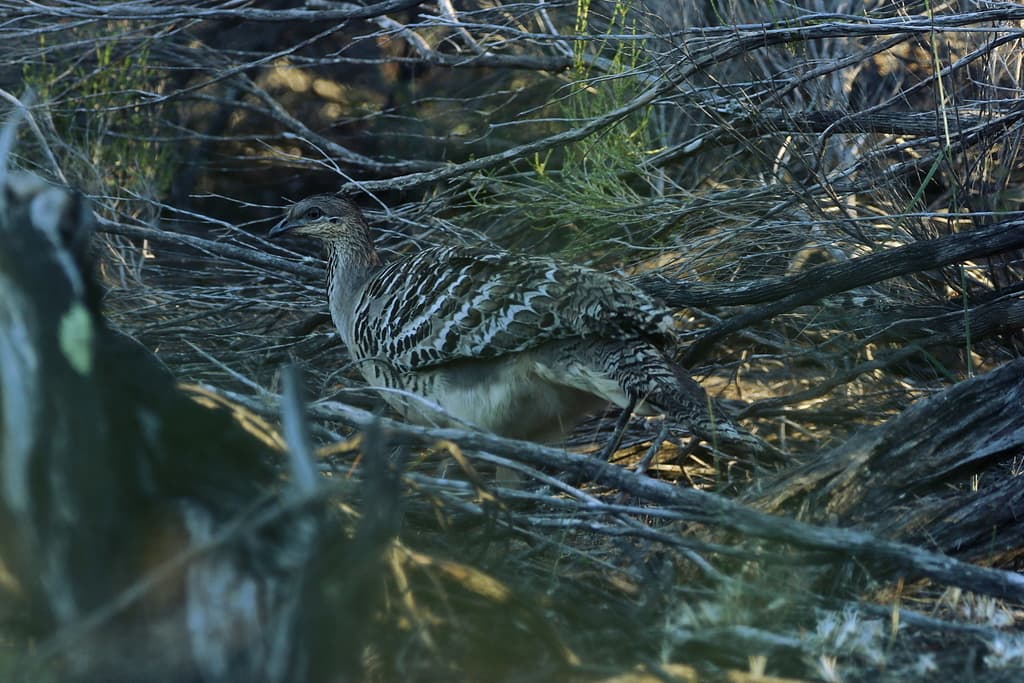 Malleefowl