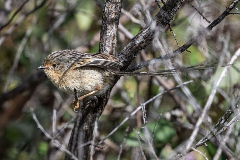 Southern Emu-wren