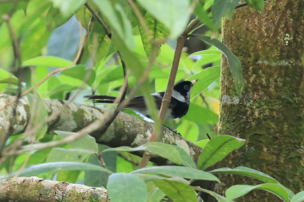 Pied Monarch