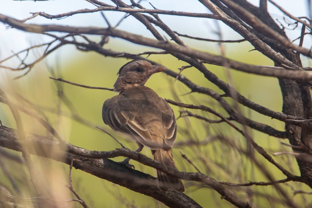 Crested Bellbird