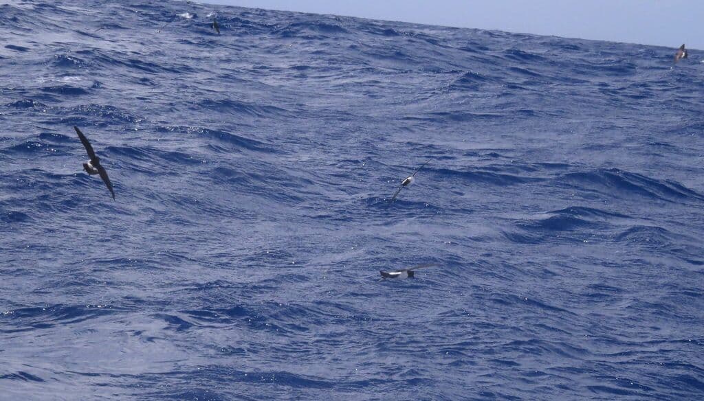 White-bellied Storm Petrel