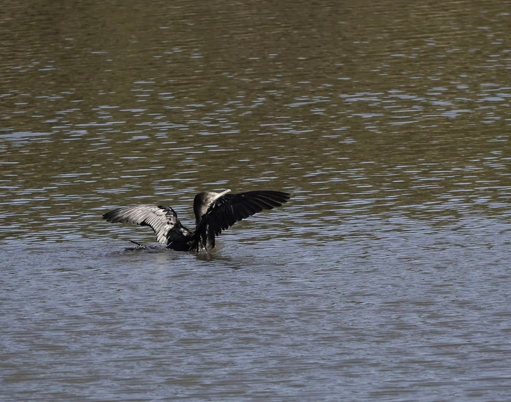 Little Black Cormorant