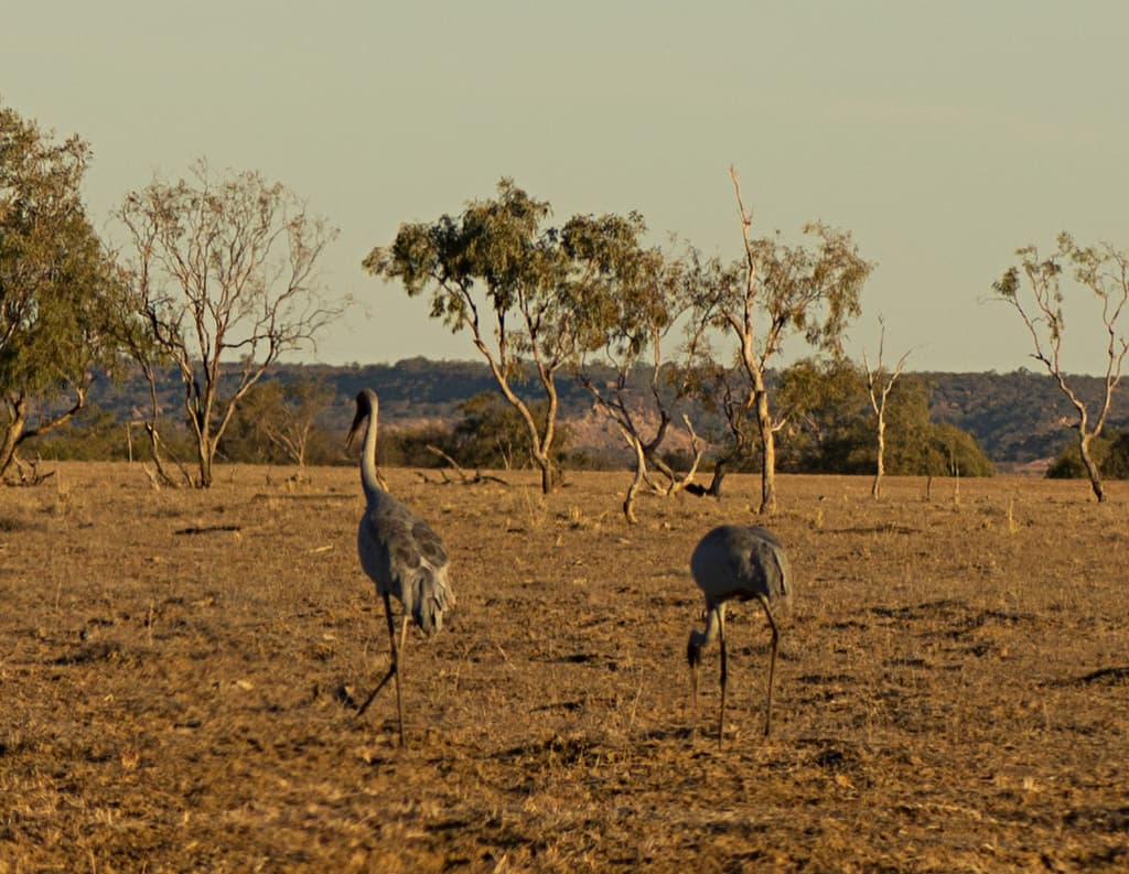 Sarus Crane