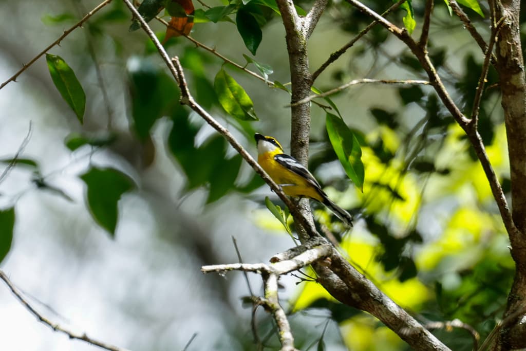 Yellow-breasted Boatbill