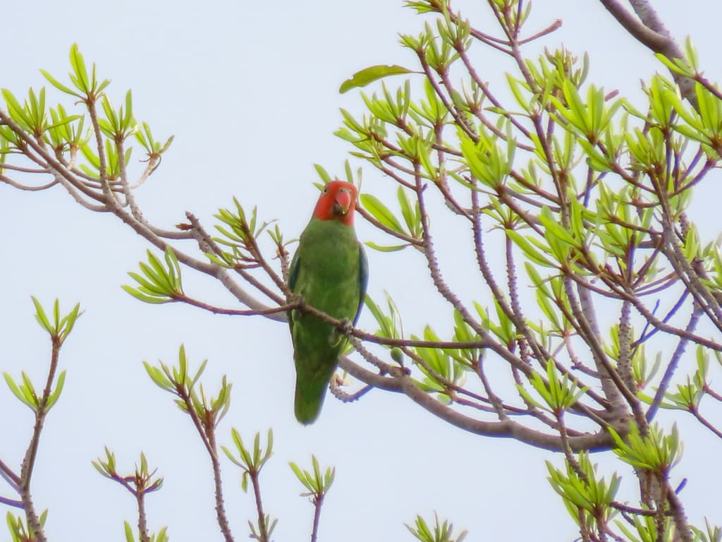 Red-cheeked Parrot
