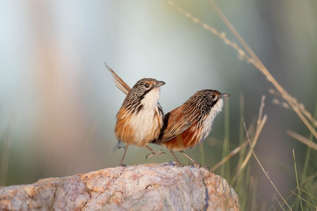 Carpentarian Grasswren