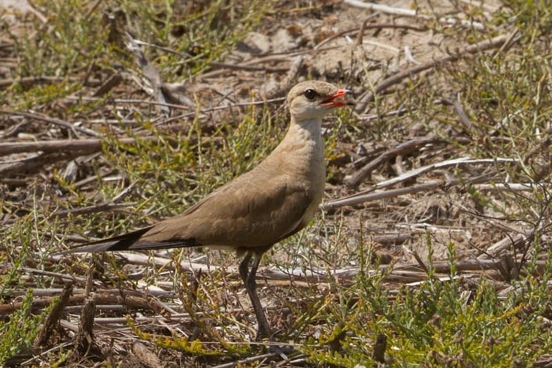 Australian Pratincole
