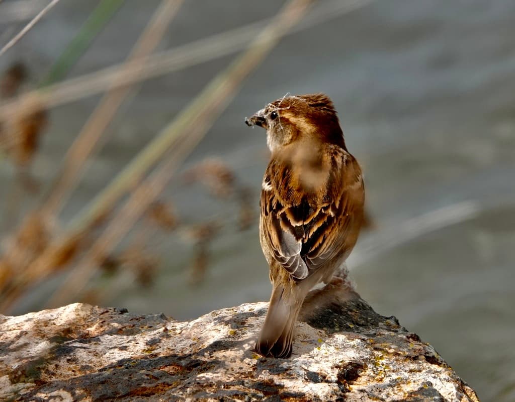 House Sparrow